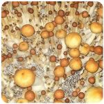 Псилоцибиновые (галлюциногенные)  грибы Psilocybin "Golden Teacher" в Правдинске