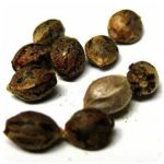 Семена марихуаны АК-47  (Seeds AK-47) в Правдинске